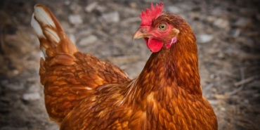 chicken-3727097_960_720.jpg