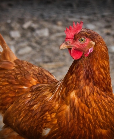 chicken-3727097_960_720.jpg