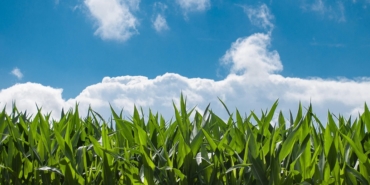 corn-field-440338_960_720.jpg