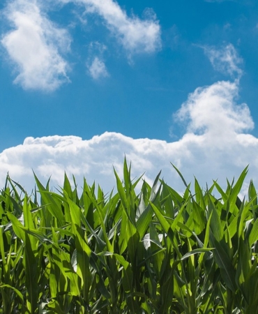 corn-field-440338_960_720.jpg
