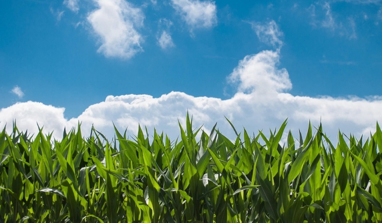 corn-field-440338_960_720.jpg