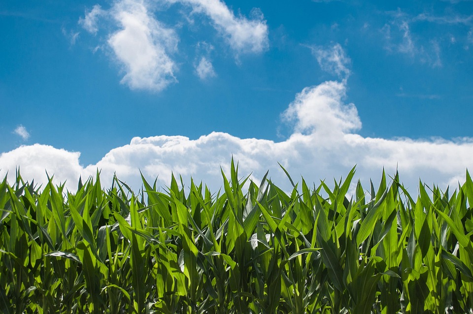 corn-field-440338_960_720.jpg