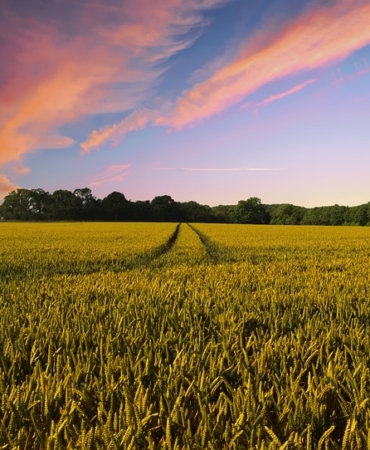 countryside-2326787_960_720.jpg