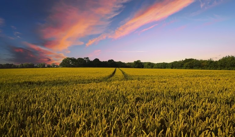 countryside-2326787_960_720.jpg