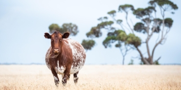cow-6992475_960_720.jpg