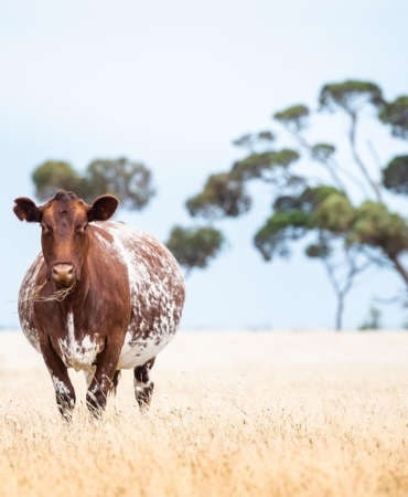cow-6992475_960_720.jpg