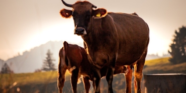 cow-9889436_960_720.jpg