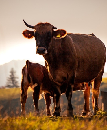 cow-9889436_960_720.jpg