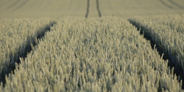field-9665657_960_720.jpg