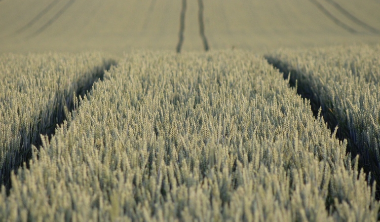 field-9665657_960_720.jpg