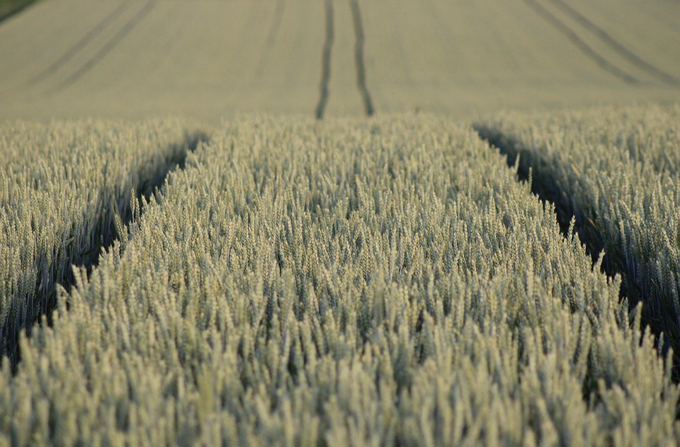 field-9665657_960_720.jpg