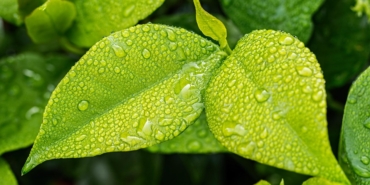 leaf-1001679_960_720.jpg