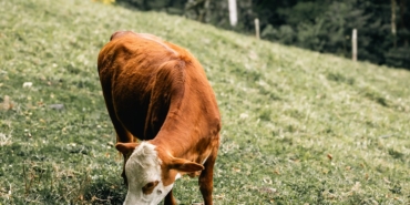 lerossiphotos-cow-grazing-10117368_960_720.jpg