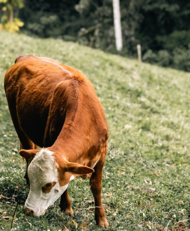 lerossiphotos-cow-grazing-10117368_960_720.jpg