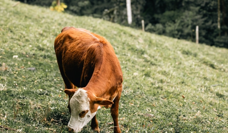 Doğa Dostu Tarım: Organik ve Sürdürülebilir Yöntemlerle Tanışın