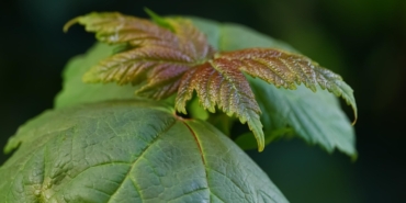 plant-7287118_960_720.jpg
