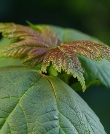plant-7287118_960_720.jpg