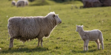 sheep-6262928_960_720.jpg