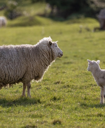 sheep-6262928_960_720.jpg