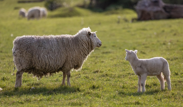 sheep-6262928_960_720.jpg