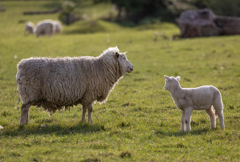 sheep-6262928_960_720.jpg