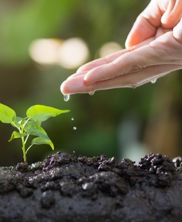 soil-8080788_960_720.jpg
