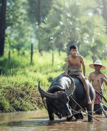 water-buffalo-1807517_960_720.jpg