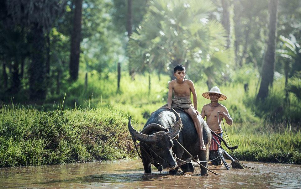 water-buffalo-1807517_960_720.jpg