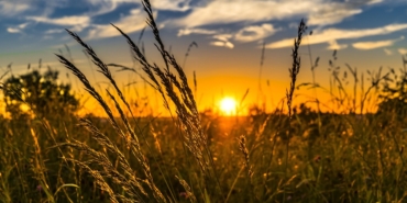 wheat-2391348_960_720.jpg