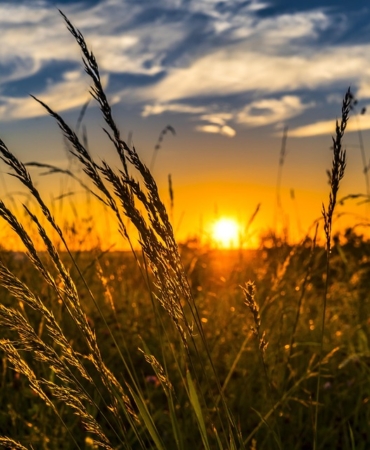 wheat-2391348_960_720.jpg