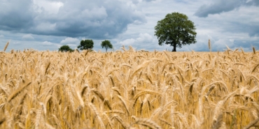 wheat-2549245_960_720.jpg