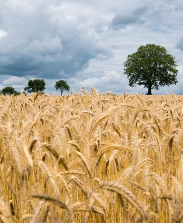 wheat-2549245_960_720.jpg