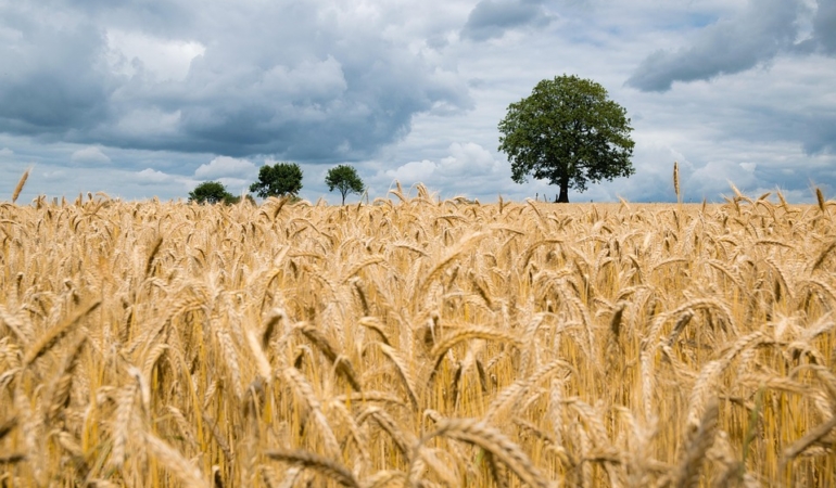 wheat-2549245_960_720.jpg