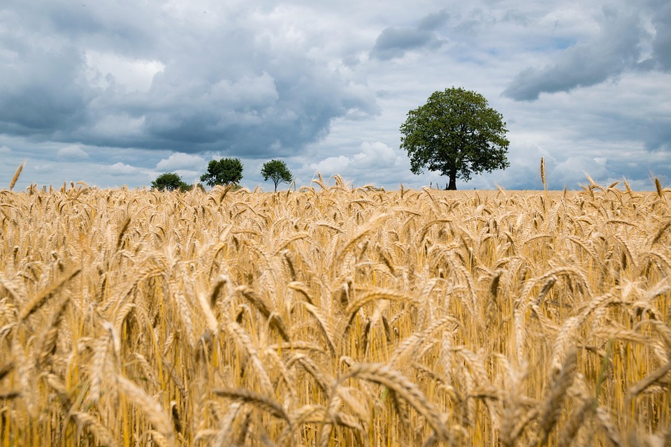 wheat-2549245_960_720.jpg