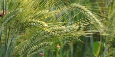 wheat-9704240_960_720.jpg