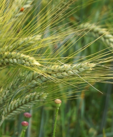wheat-9704240_960_720.jpg